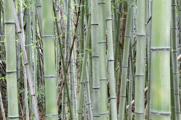 Flaherty, Dennis 아티스트의 Japan, Nara Provence, Heguri-cho Bamboo grove작품입니다.